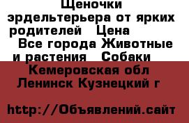 Щеночки эрдельтерьера от ярких родителей › Цена ­ 25 000 - Все города Животные и растения » Собаки   . Кемеровская обл.,Ленинск-Кузнецкий г.